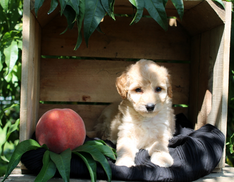 puppy, for, sale, Mini Goldendoodle F1, Matthew B. Stoltzfus, dog, breeder, Gap, PA, dog-breeder, puppy-for-sale, forsale, nearby, find, puppyfind, locator, puppylocator, aca